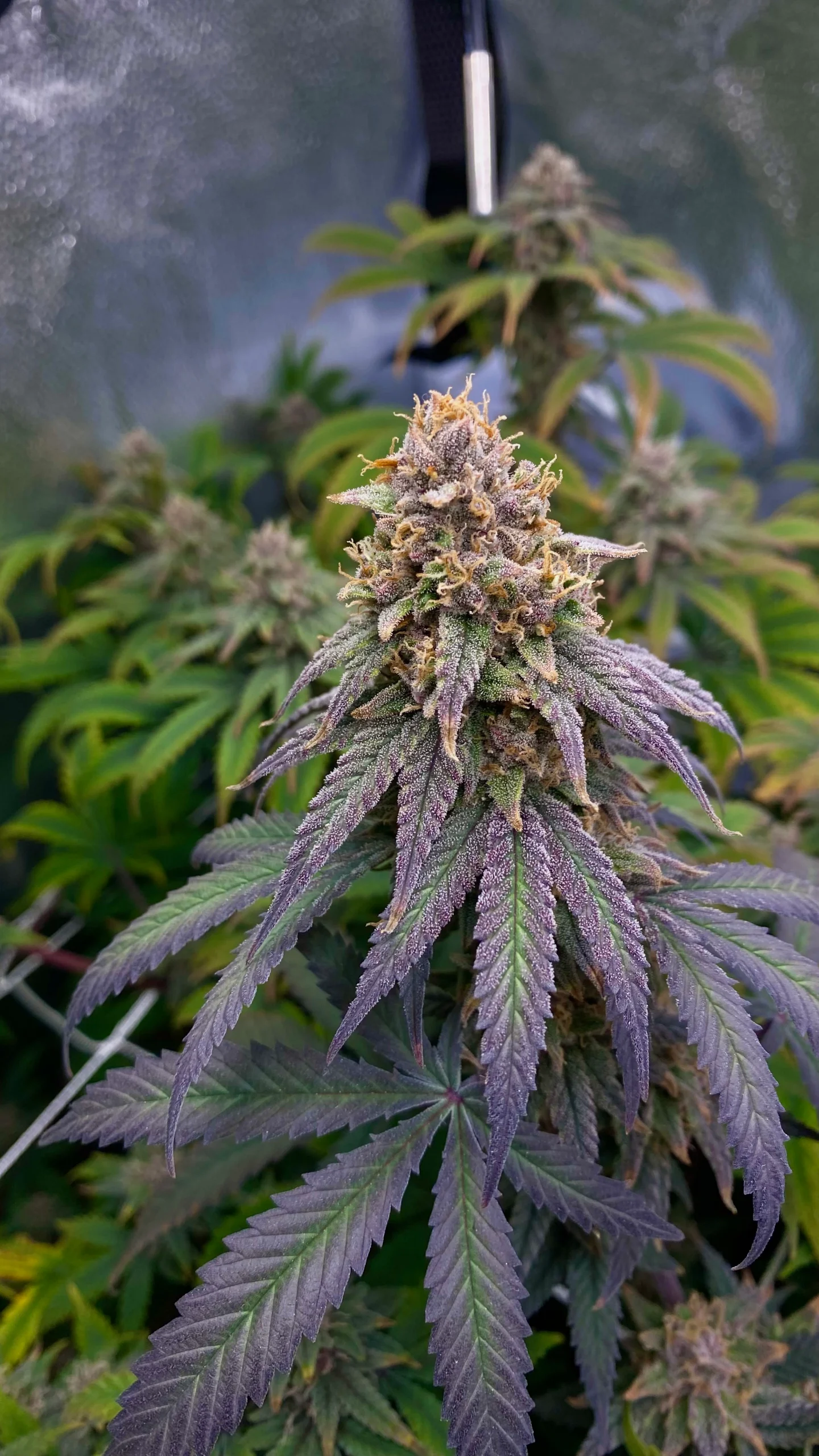 Blueberry Muffins cannabis strain, purple-hued flower with rich blueberry aroma