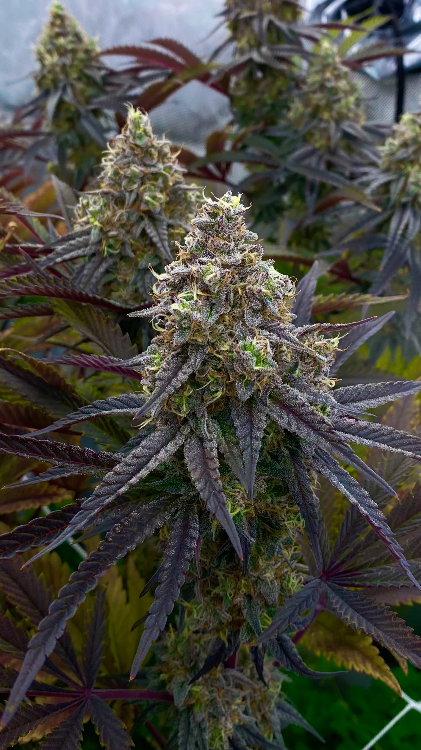 Bananza cannabis strain